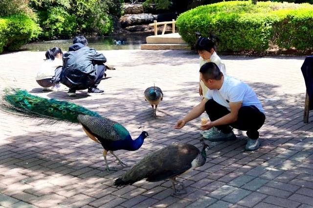 济南红叶谷教师节送福利！教师半价游，初秋景致等你赏