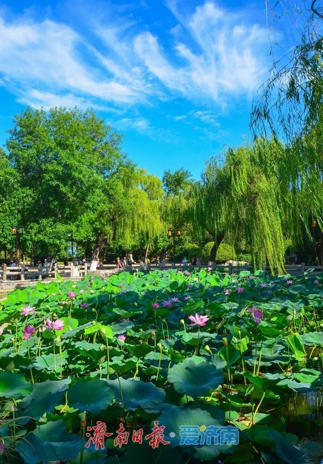 一年四季 泉在济南｜济南第39届荷花艺术节启幕，邀您共赏湖畔荷韵盛宴！