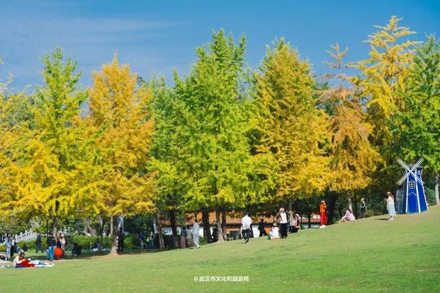 实况！武汉彩叶季来了，这些地方最出片