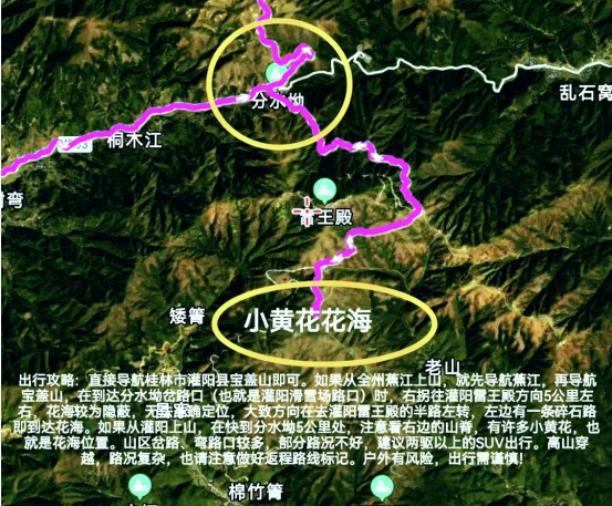 灌阳宝盖山藏不住了！夏天的山野，全是摇曳的小黄花