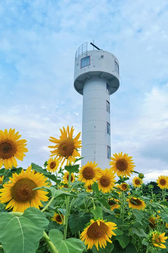 “孤独的树”不孤独了，向日葵花海引全国游客来打卡