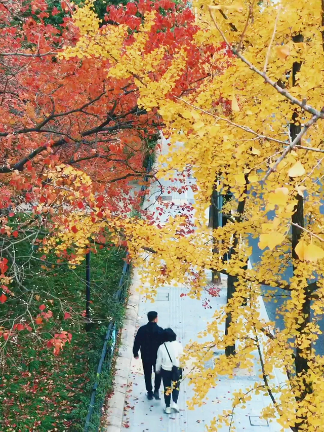 银杏黄了，乌桕红了！魔都绝美天桥美成调色盘，人少免费打卡→