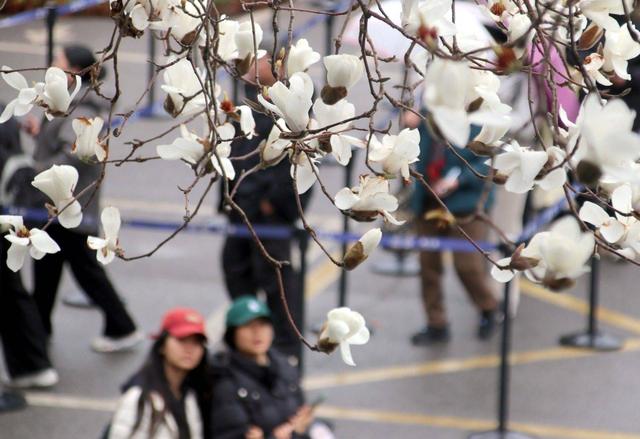江苏苏州：狮子林玉兰花开春意浓