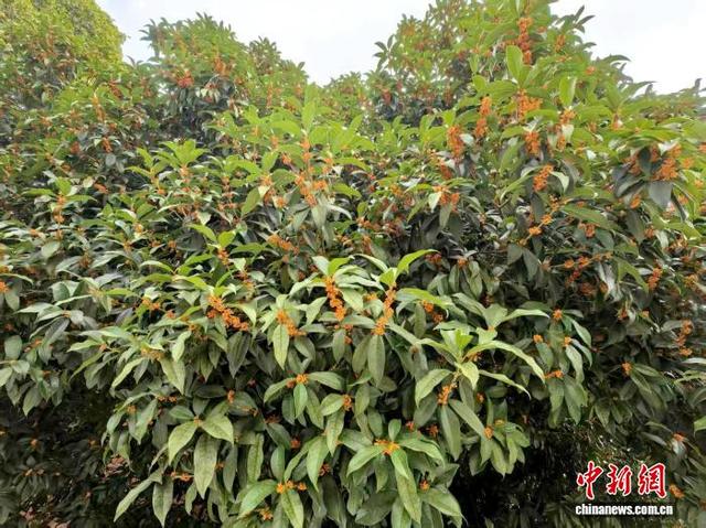 湖北咸宁：满城尽是桂花香