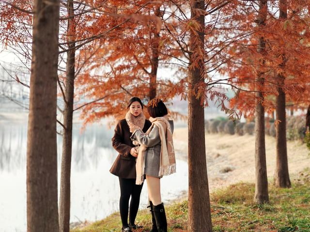 每日一景丨长葛清潩河藏不住了！水杉红透，冬日浪漫值拉满