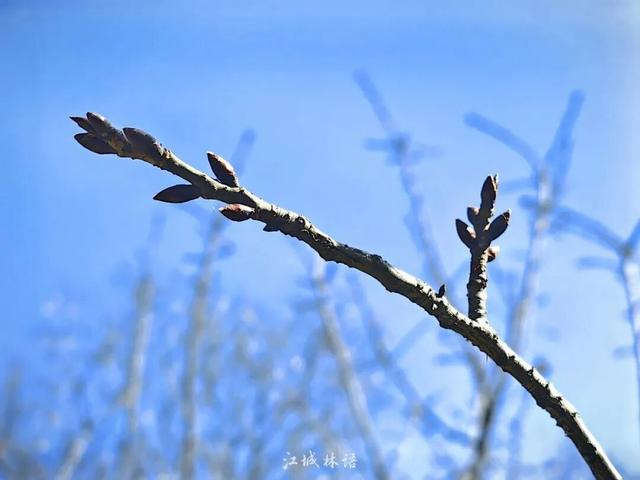 直冲20℃！武汉樱花开了