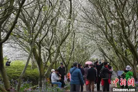 百花齐放引客来 江西“春日经济”为何热力十足？图片