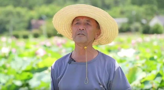 亲“荷”力满分！浙江“荷花经济”绽放暑期新亮点