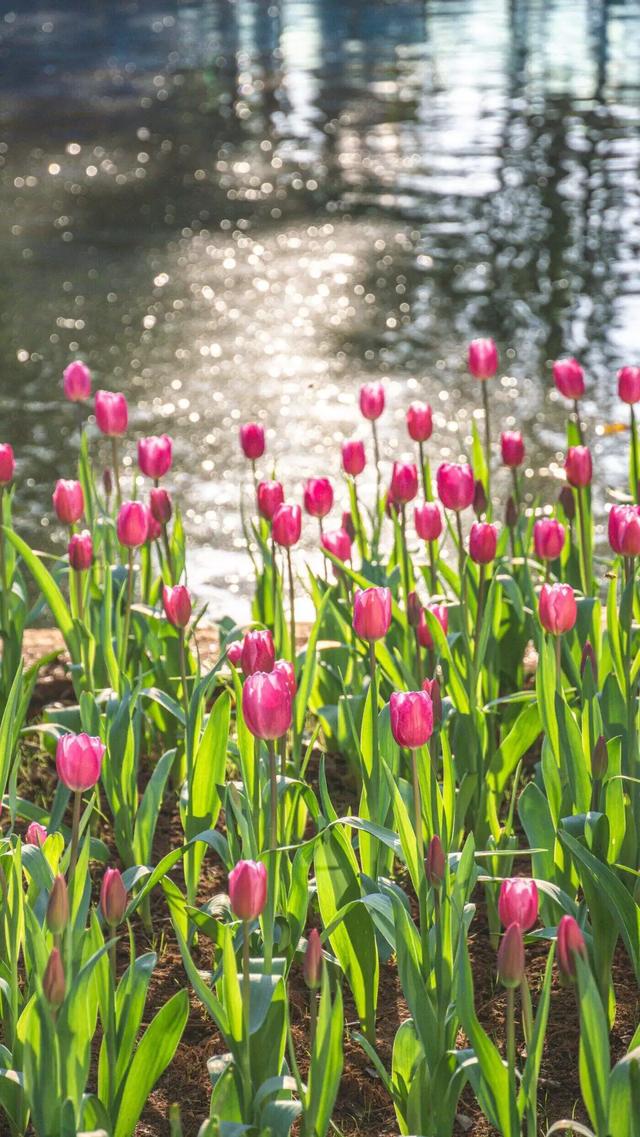 冬樱花、梅花、郁金香、虞美人......昆明最全赏花攻略请查收
