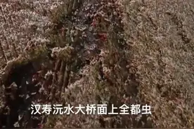 夜晚大桥上飞虫像下雪一样，湖南一地回应：是蜉蝣，“至少上10亿只”图片