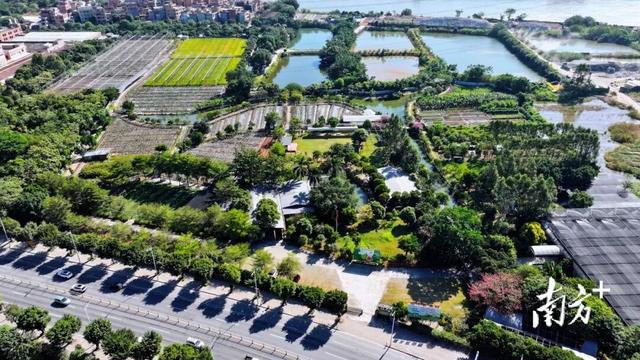 在望牛墩逛一天田园，超治愈