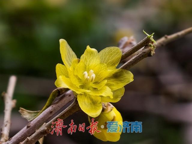 大明湖畔 蜡梅绽放