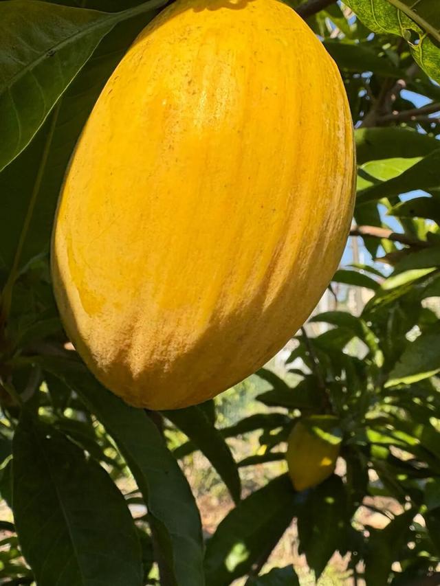 出发！高明遛娃采摘攻略来啦，甜度爆表（附定位）