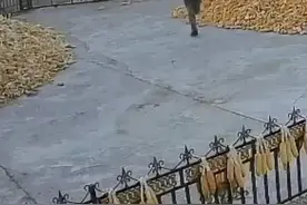 虎、熊、野猪……2024年末为何如此多猛兽下山？图片