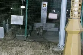 珲春口岸附近出现东北豹图片