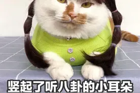 又一部沪语电影《菜肉馄饨》来了！潘虹周野芒阿庆爷叔……演员全是上海人！堪称银发版《爱情神话》！图片