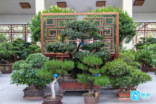 自然之美融人文之韵，潍坊植物园绘就秋日雅致画卷