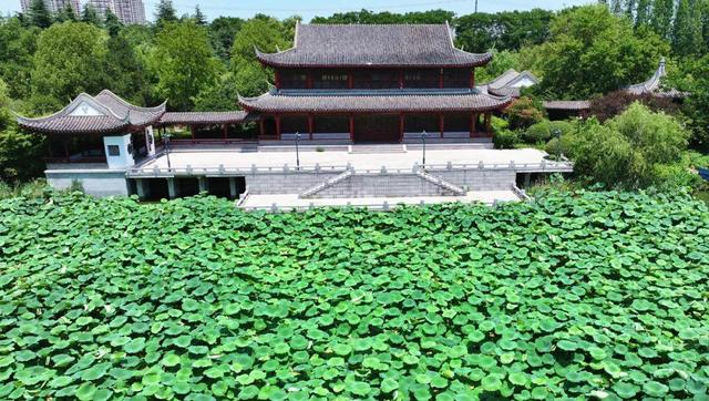 来宿城，打卡我“荷”你的浪漫