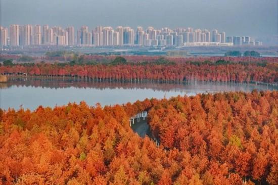 杉杉“红”了！长三角这些地方正上演视觉大秀