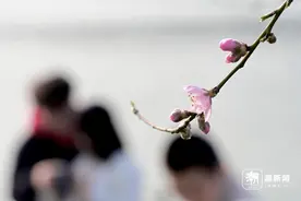 西湖桃红柳绿，杭城下周可能入春图片