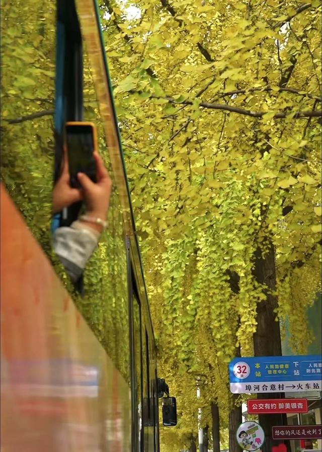 荆州公交“杏运专车”上线！坐黄金巴士，赴银杏之约