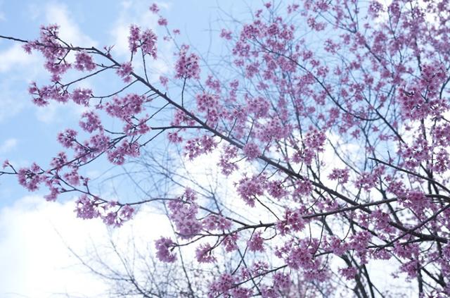 风过腾冲玛御谷 樱花漫染暖冬