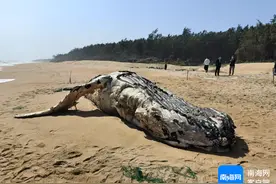 海南：两头自然搁浅死亡巨鲸标本有望明年展出图片