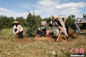 湖南桂阳：黄精地里出“黄金” 中药材成致富“良方”图片