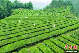 千年古郡广西苍梧拓展茶文旅产业链条 绘就茶乡新图景图片