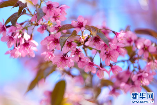 云南陇川：古树樱花把冬天染成粉色