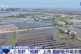 “抢鲜”上市 养出一只肥美的小龙虾需要几步？图片