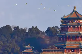 候鸟北归！颐和园昆明湖迎28只白天鹅，昆明湖变“天鹅湖”图片