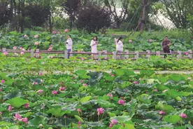 滁州明湖公园荷花盛开 勾勒美丽盛夏画卷图片