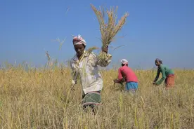 印度出口商：取消巴斯马蒂大米出口底价或吸引全球市场图片