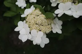 芳菲满园丨一花世无双，四海无同类图片