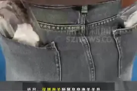深新早点｜深圳首座大悦城来了！图片