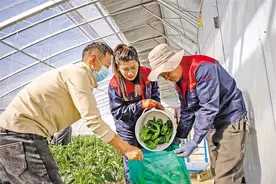 科技赋能“菜园子”—拉萨智能化大棚让市民群众的幸福感成色更足图片