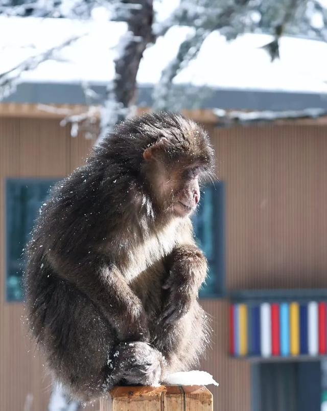今年第一条雪景，送给海螺沟！