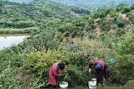 河南固始：油茶果飘香 丰收采摘忙图片