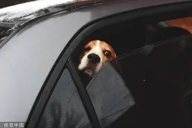 闪电律解 | 网约车司机拒绝拉狗遭乘客辱骂推搡 律师：双方合理协商且尊重司机意愿图片