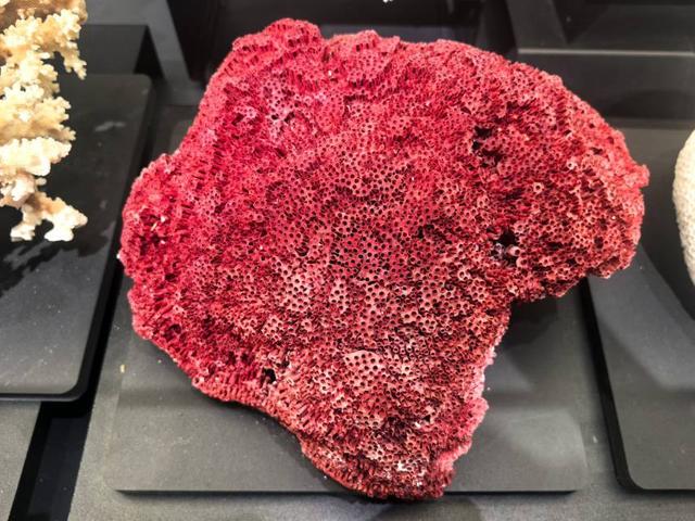 这里是青岛｜海大海洋生物博物馆免费开放，3000余标本展现海底奇幻