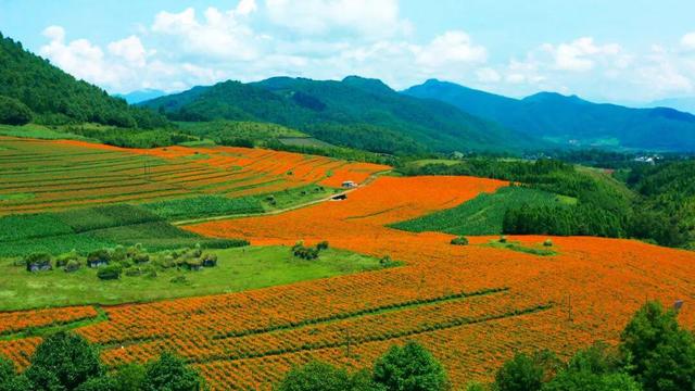 最佳赏花期至10月初 腾冲明光鸦乌山千亩花海等你来