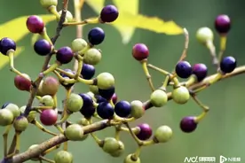 壮瑶人民“必备好物”成爆款，民族特色产业走宽致富路图片