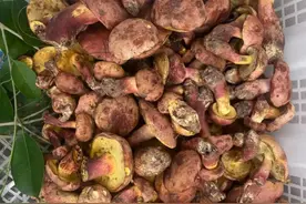 “吃菌季”到来！昆明木水花市场单日上市近1吨野生菌，价格……图片