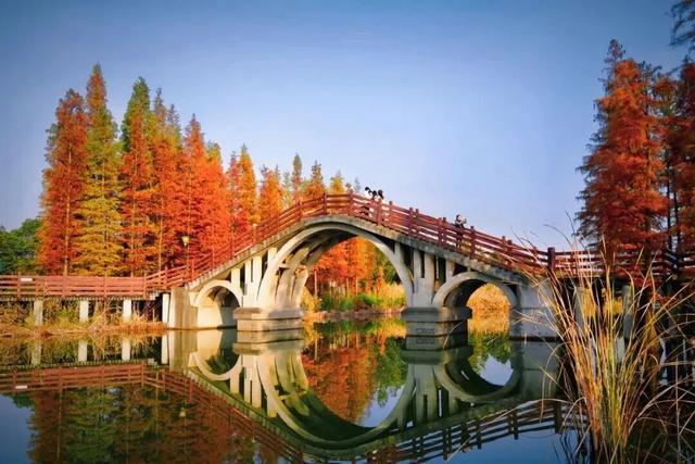 成都限定红！水杉最美季节上线，赶紧打卡