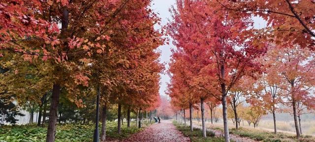 副中心的秋日画板已备好，等你来上色！