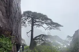 暴雨红色预警！安徽黄山“一树一策”全天值守迎客松图片