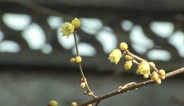 浙江冬日花海“提前营业” 赏花游激活文旅“小阳春”