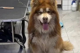 网红狗艾特直播洗澡后去世，兽医：或为洗澡方式不当导致死亡，不要为流量伤害动物图片