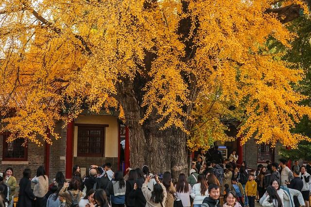 临沂：古银杏树叠翠流金